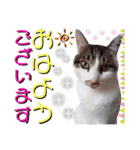 ねねこ♥⑱ みにくん＆ちびちゃん編（個別スタンプ：3）