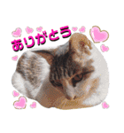 ねねこ♥⑱ みにくん＆ちびちゃん編（個別スタンプ：14）