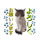 ねねこ♥⑱ みにくん＆ちびちゃん編（個別スタンプ：16）