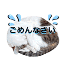 ねねこ♥⑱ みにくん＆ちびちゃん編（個別スタンプ：25）