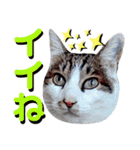 ねねこ♥⑱ みにくん＆ちびちゃん編（個別スタンプ：31）