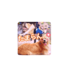びすけ物語（びすけ、みるふ）／megu15（個別スタンプ：1）