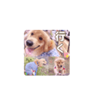 びすけ物語（びすけ、みるふ）／megu15（個別スタンプ：2）