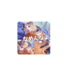 びすけ物語（びすけ、みるふ）／megu15（個別スタンプ：3）