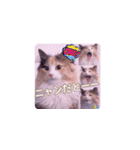 びすけ物語（びすけ、みるふ）／megu15（個別スタンプ：11）