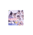 びすけ物語（びすけ、みるふ）／megu15（個別スタンプ：16）