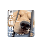 びすけ物語（びすけ、みるふ）／mimi15（個別スタンプ：3）