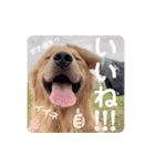 びすけ物語（びすけ、みるふ）／mimi15（個別スタンプ：5）