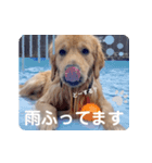 びすけ物語（びすけ、みるふ）／mimi15（個別スタンプ：6）