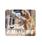びすけ物語（びすけ、みるふ）／mimi15（個別スタンプ：7）