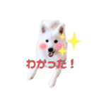 日本スピッツ★自来也（個別スタンプ：1）
