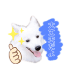 日本スピッツ★自来也（個別スタンプ：2）