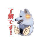 日本スピッツ★自来也（個別スタンプ：3）