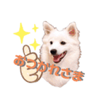 日本スピッツ★自来也（個別スタンプ：4）