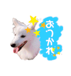 日本スピッツ★自来也（個別スタンプ：5）