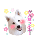 日本スピッツ★自来也（個別スタンプ：6）