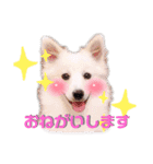 日本スピッツ★自来也（個別スタンプ：8）