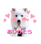 日本スピッツ★自来也（個別スタンプ：10）