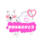日本スピッツ★自来也（個別スタンプ：12）