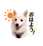 日本スピッツ★自来也（個別スタンプ：13）