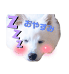 日本スピッツ★自来也（個別スタンプ：15）