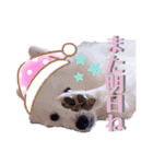 日本スピッツ★自来也（個別スタンプ：16）