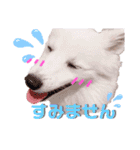 日本スピッツ★自来也（個別スタンプ：18）