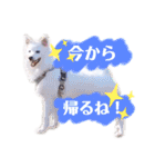 日本スピッツ★自来也（個別スタンプ：22）