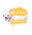 日本スピッツ★自来也（個別スタンプ：23）