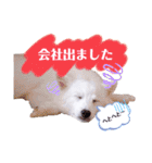 日本スピッツ★自来也（個別スタンプ：24）