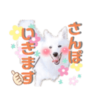 日本スピッツ★自来也（個別スタンプ：25）