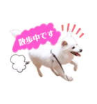 日本スピッツ★自来也（個別スタンプ：26）