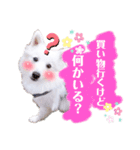 日本スピッツ★自来也（個別スタンプ：27）