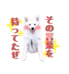 日本スピッツ★自来也（個別スタンプ：28）