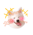日本スピッツ★自来也（個別スタンプ：30）