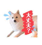 日本スピッツ★自来也（個別スタンプ：31）
