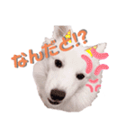 日本スピッツ★自来也（個別スタンプ：36）