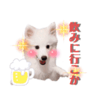 日本スピッツ★自来也（個別スタンプ：37）