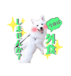 日本スピッツ★自来也（個別スタンプ：38）