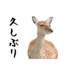 動く！キリンと動物園の仲間たち（個別スタンプ：17）