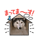 animal日常会話（個別スタンプ：26）