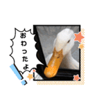 animal日常会話（個別スタンプ：29）