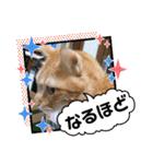 animal日常会話（個別スタンプ：31）