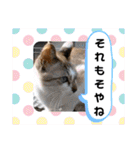 animal日常会話（個別スタンプ：32）