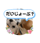 animal日常会話（個別スタンプ：33）