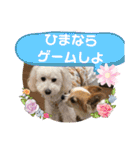 animal日常会話（個別スタンプ：37）