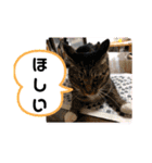 animal日常会話（個別スタンプ：38）