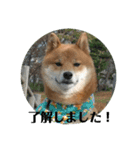 柴犬のほのぼの元気くん①（個別スタンプ：1）