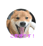 柴犬のほのぼの元気くん①（個別スタンプ：2）