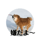 柴犬のほのぼの元気くん①（個別スタンプ：4）